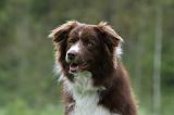 BORDER COLLIE 1006